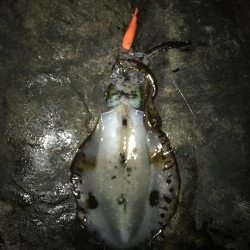 マイポイントへ