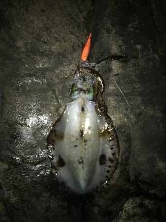 マイポイントへ