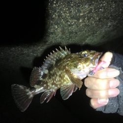 タチウオ、ガシラ