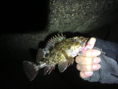 タチウオ、ガシラ