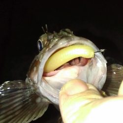 ガシラ調査スタート