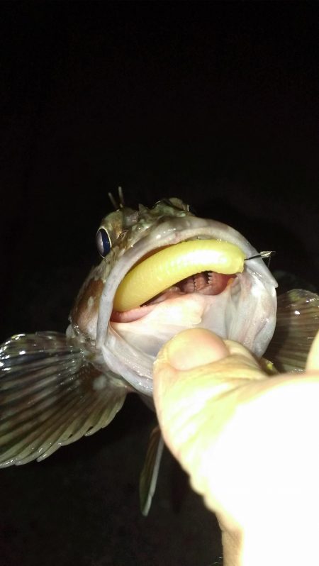 ガシラ調査スタート