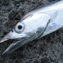 ボトムしつこく