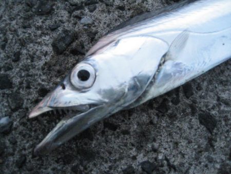 ボトムしつこく