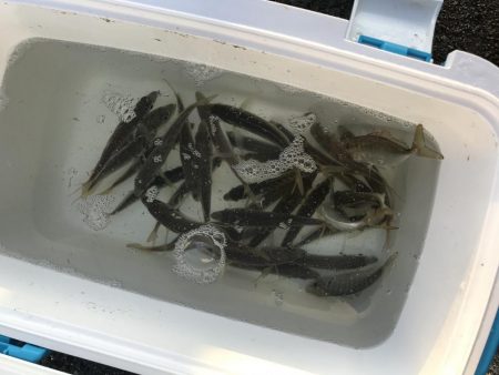 今年最後のノマセです