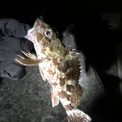 ナイターでメバル・カサゴ