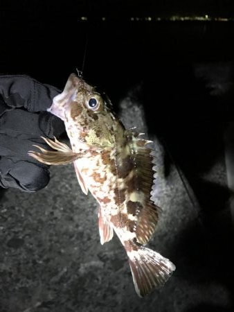 ナイターでメバル・カサゴ