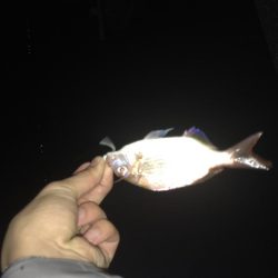 メッキ釣果〜九目釣り〜