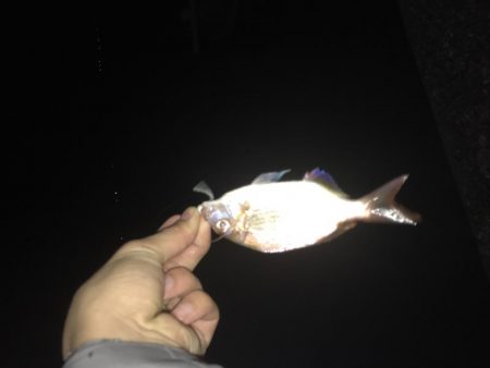 メッキ釣果〜九目釣り〜