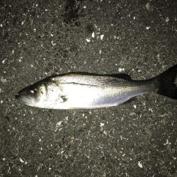 極寒ライトゲーム