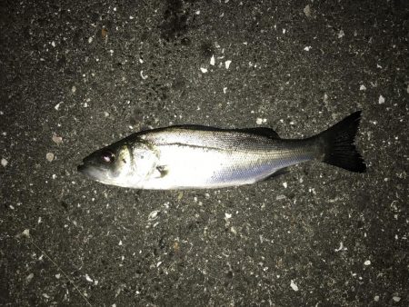 極寒ライトゲーム