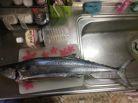 久しぶりの沖堤♫