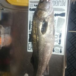 青物不発もシーバスゲット!