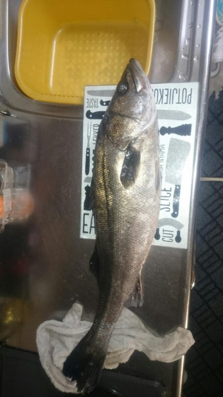 青物不発もシーバスゲット!