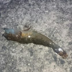 久々のハマチ！