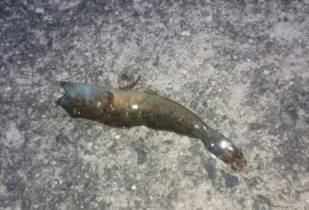 久々のハマチ！