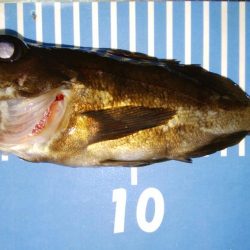 爆風メバリング