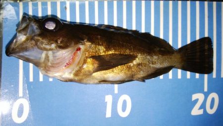 爆風メバリング