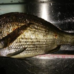 マイクロワインド　メバリング