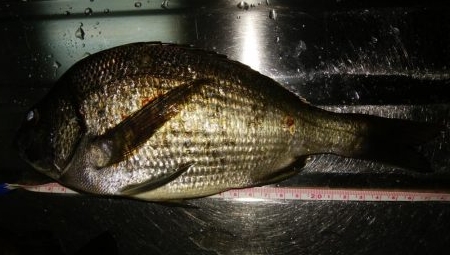 マイクロワインド　メバリング