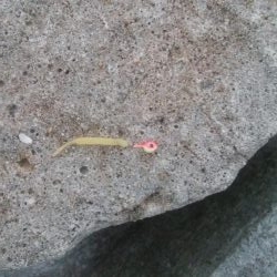 1年ぶりのメバーリング