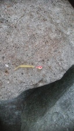 1年ぶりのメバーリング