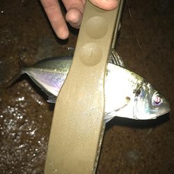 メバリング開幕!