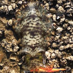 エギング最高！