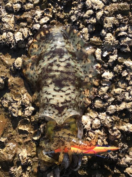 エギング最高！