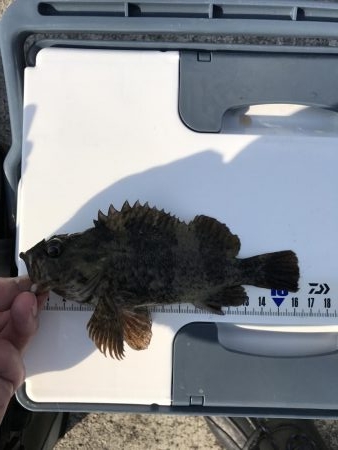 マイワシと根魚