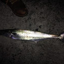 おひさ〜サゴワン