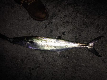 おひさ〜サゴワン