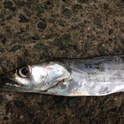 青物不発のタチワン