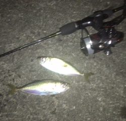 アジ浮いてます