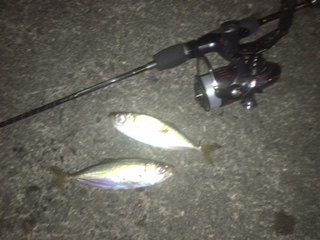 アジ浮いてます