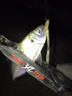 長いワームで小アジング