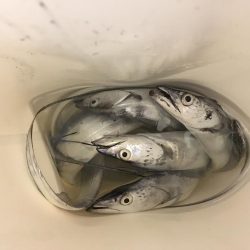 タチウオまだいけそう!