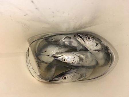 タチウオまだいけそう!