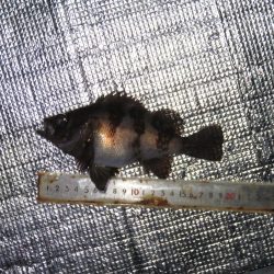 寒いけど釣れればポカポカ