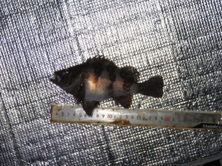 寒いけど釣れればポカポカ