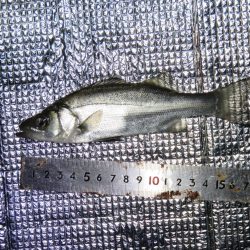 豊浜桟橋周辺はセイゴ支配？