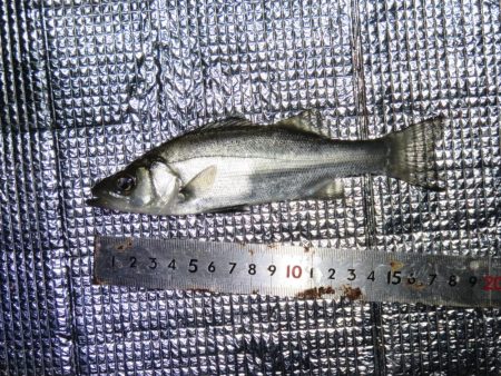 豊浜桟橋周辺はセイゴ支配？