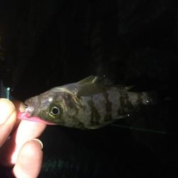 冬ロックフェスのつもりだったのに