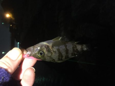 冬ロックフェスのつもりだったのに