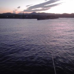 ヘダイ、グレ、小アジ等