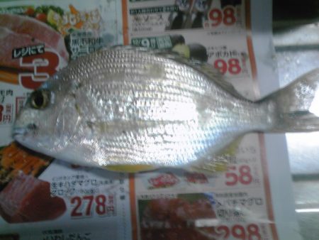 小アジ、カイズ、ガシラ等