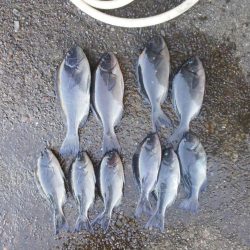 尾長祭りでした・・