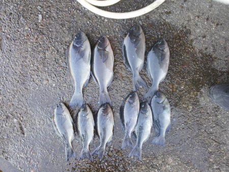 尾長祭りでした・・