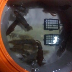 まだ早いかな？