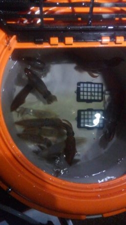 まだ早いかな？